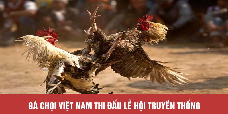 Gà chọi Việt Nam thi đấu lễ hội truyền thống