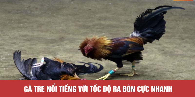 Gà tre nổi tiếng với tốc độ ra đòn cực nhanh
