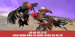Lối Đá Sỏ Là Gì? Cách Nhận Diện Và Huấn Luyện Gà Đá Sỏ
